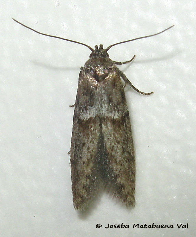 Blastobasis phycidella - Blastobasidae